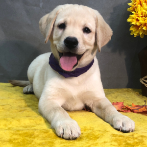 Labrador Retriever Puppy Ammie