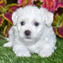 Bichon Frise Puppy Scarlet