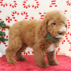 Goldendoodle Puppy Brutus