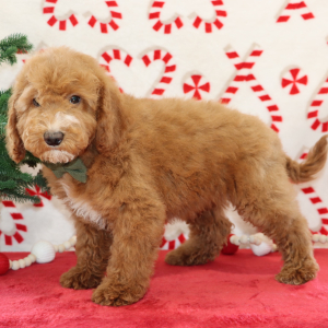 Goldendoodle Puppy Brutus