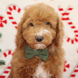 Goldendoodle Puppy Brutus