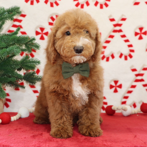Goldendoodle Puppy Brutus