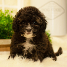 Shihpoo Puppy Miley