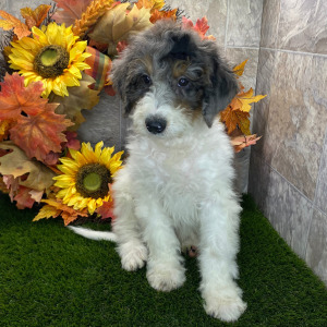 Bernedoodle Puppy Edith