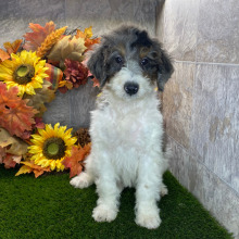 Bernedoodle Puppy Edith