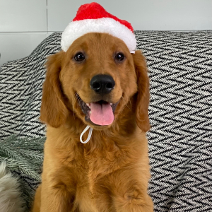 Golden Retriever Puppy Marshall