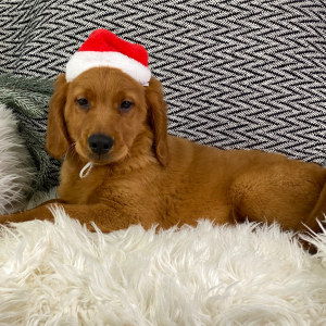 Golden Retriever Puppy Marshall