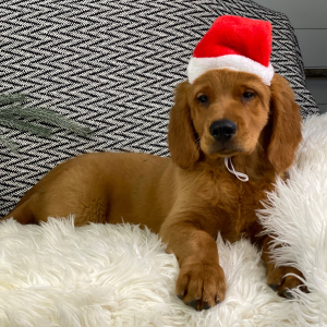 Golden Retriever Puppy Marshall