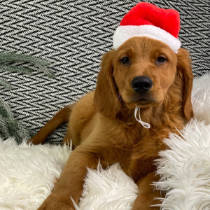 Golden Retriever Puppy Marshall