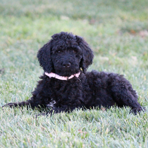 Goldendoodle Puppy Miss Abby