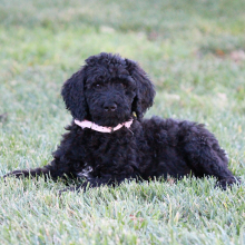 Goldendoodle Puppy Miss Abby
