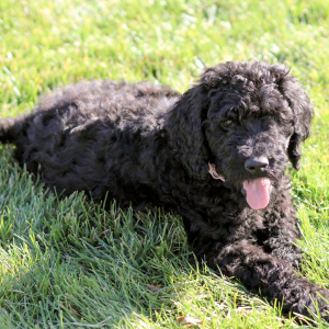 Goldendoodle Puppy Miss Abby