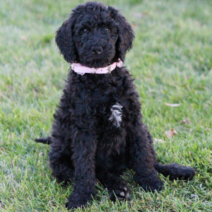 Goldendoodle Puppy Miss Abby