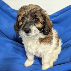 Labradoodle Puppy Bayla