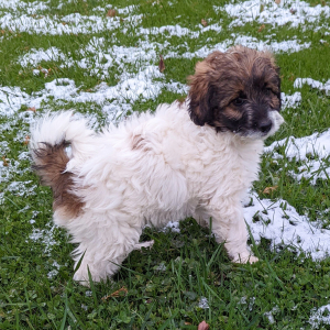 Labradoodle Puppy Bayla