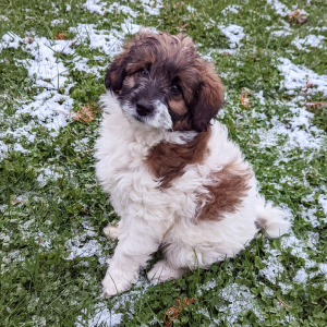 Labradoodle Puppy Bayla