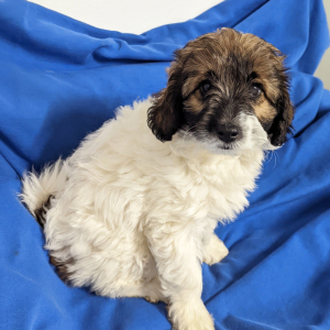 Labradoodle Puppy Bayla