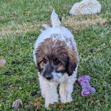 Labradoodle Puppy Bayla