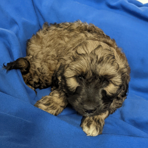 Labradoodle Puppy Ozzie