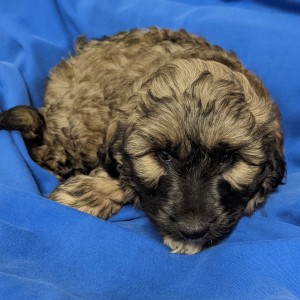 Labradoodle Puppy Ozzie