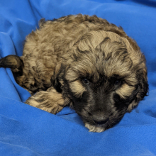 Labradoodle Puppy Ozzie