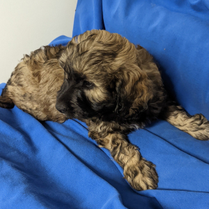 Labradoodle Puppy Ozzie