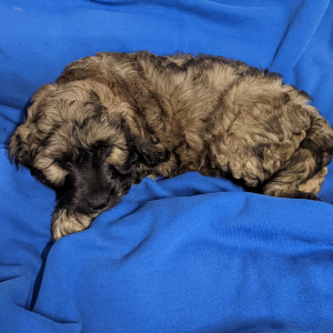 Labradoodle Puppy Ozzie