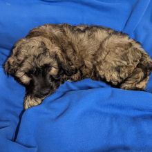 Labradoodle Puppy Ozzie