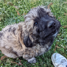 Labradoodle Puppy Ozzie