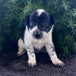 Border Collie Puppy Sammi