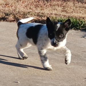 Border Collie Puppy Sammi