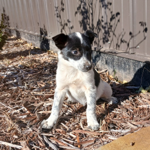 Border Collie Puppy Sammi