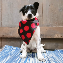 Border Collie Puppy Sammi