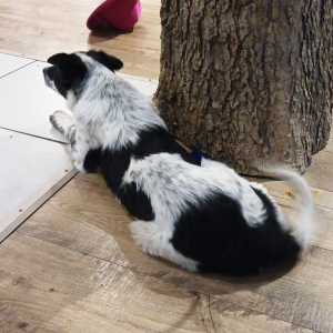 Border Collie Puppy Sammi
