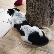 Border Collie Puppy Sammi