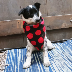 Border Collie Puppy Sammi