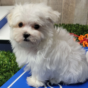 Maltese Puppy Panther