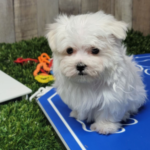 Maltese Puppy Panther