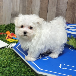 Maltese Puppy Panther