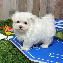 Maltese Puppy Panther