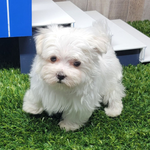 Maltese Puppy Panther