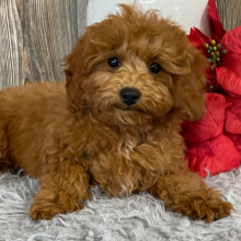 Cavapoo Puppy Amanda