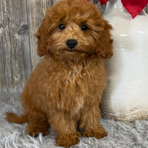 Cavapoo Puppy Amanda
