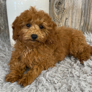 Cavapoo Puppy Amanda