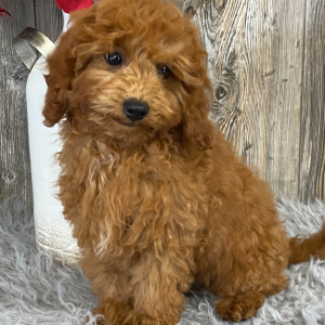 Cavapoo Puppy Amanda