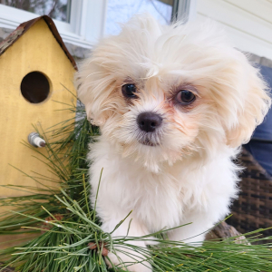 Shih Tzu Puppy Pumpkin