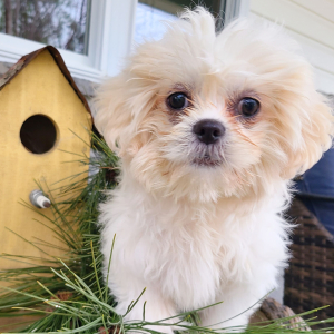 Shih Tzu Puppy Pumpkin