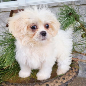 Shih Tzu Puppy Pumpkin