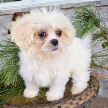 Shih Tzu Puppy Pumpkin