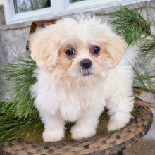 Shih Tzu Puppy Pumpkin